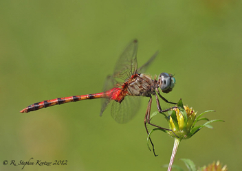 Sympetrum ambiguum, male